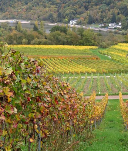 HerbstfarbenMosel14 19102025-019