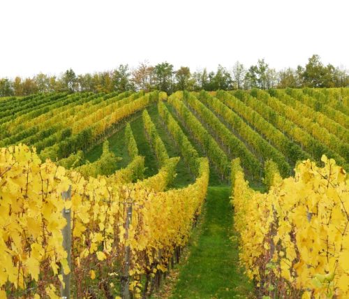 HerbstfarbenMosel14 19102025-021