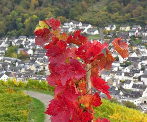 HerbstfarbenMosel14 19102025-022