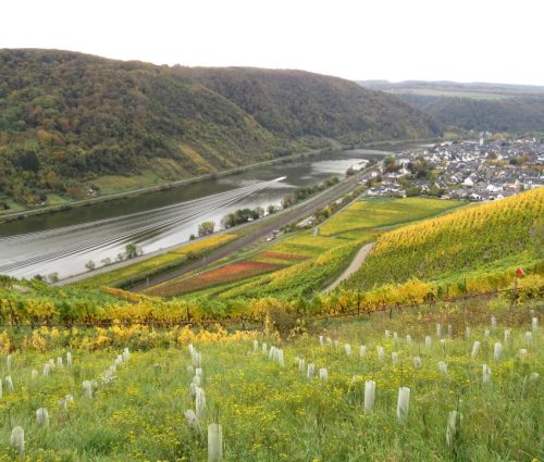 HerbstfarbenMosel14 19102025-025