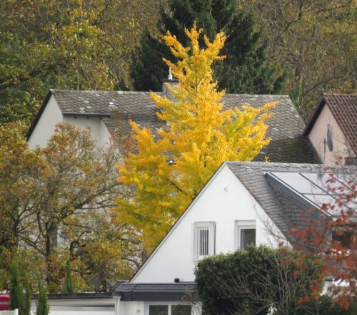 HerbstfarbenMosel16 25102025-001