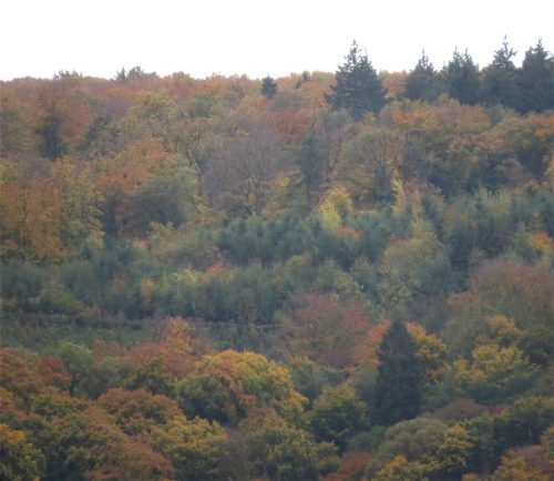 HerbstfarbenMosel16 25102025-003