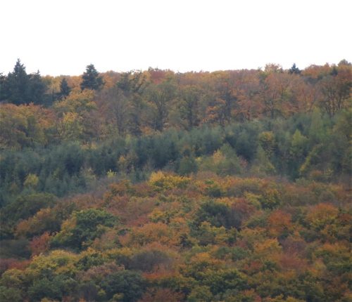 HerbstfarbenMosel16 25102025-004