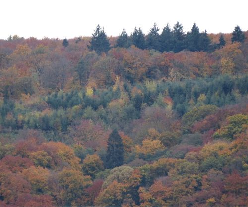 HerbstfarbenMosel17 29102025-001