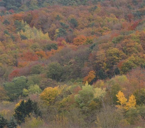 HerbstfarbenMosel18 31102025-001