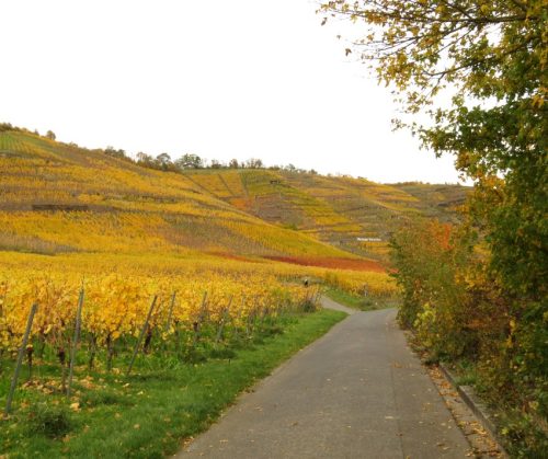 HerbstfarbenMosel18 31102025-002