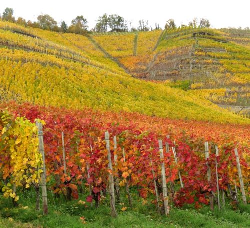 HerbstfarbenMosel18 31102025-003