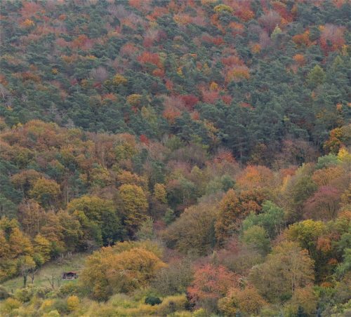 HerbstfarbenMosel18 31102025-005