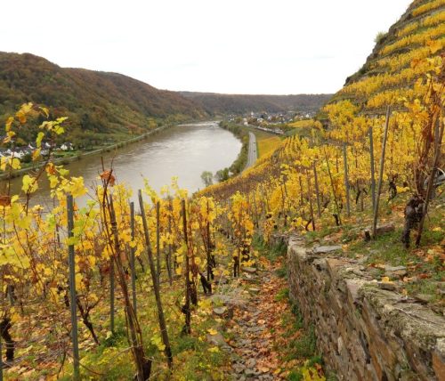 HerbstfarbenMosel18 31102025-006