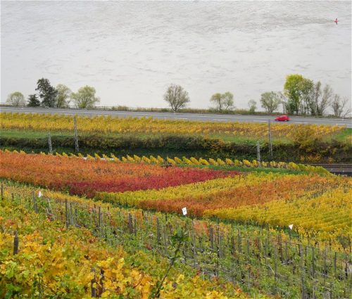 HerbstfarbenMosel18 31102025-014