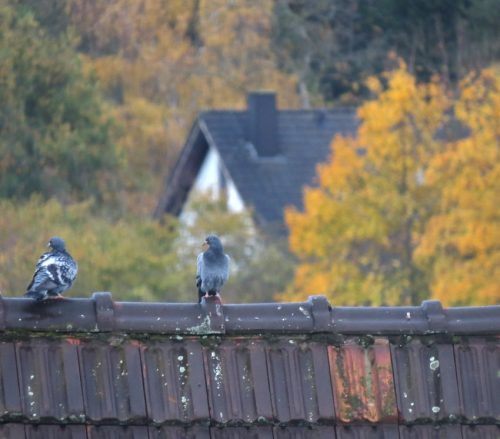 HerbstfarbenMosel19 02112025-001