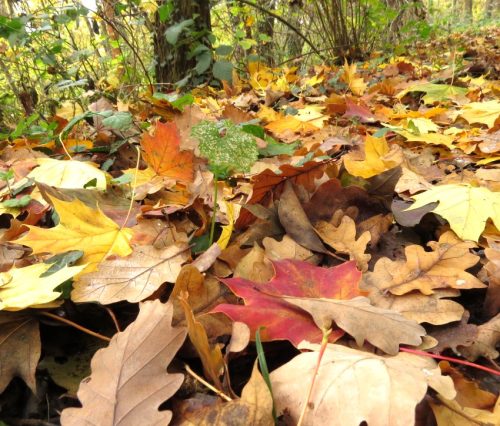HerbstfarbenMosel19 02112025-005