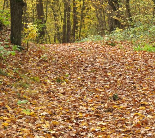 HerbstfarbenMosel19 02112025-006