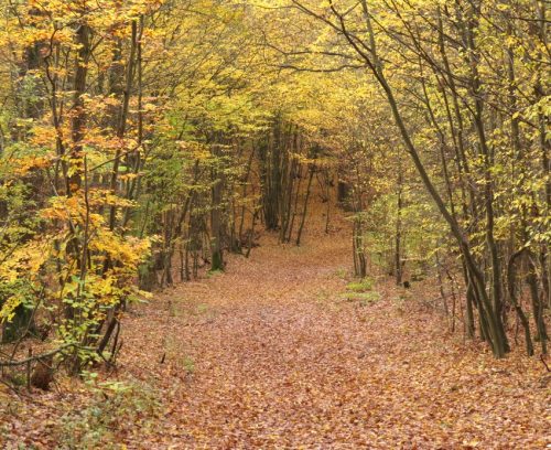 HerbstfarbenMosel19 02112025-007