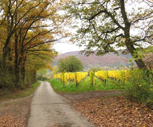 HerbstfarbenMosel19 02112025-009