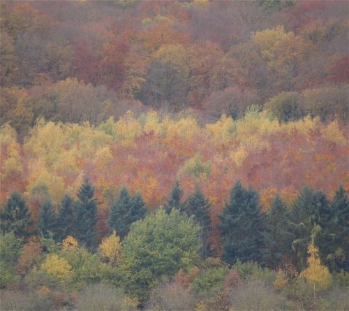 HerbstfarbenMosel19 02112025-010