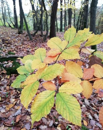 HerbstfarbenMosel19 02112025-012