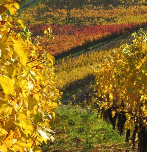 HerbstfarbenMosel21 07112025-005