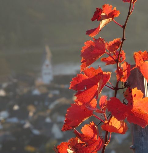 HerbstfarbenMosel21 07112025-013
