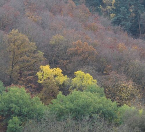HerbstfarbenMosel22 13112025-002