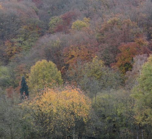 HerbstfarbenMosel22 13112025-003