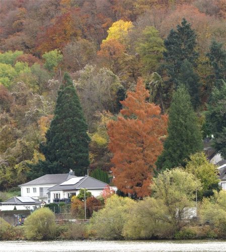 HerbstfarbenMosel22 13112025-004