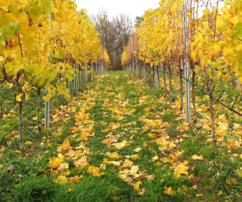 HerbstfarbenMosel22 13112025-006