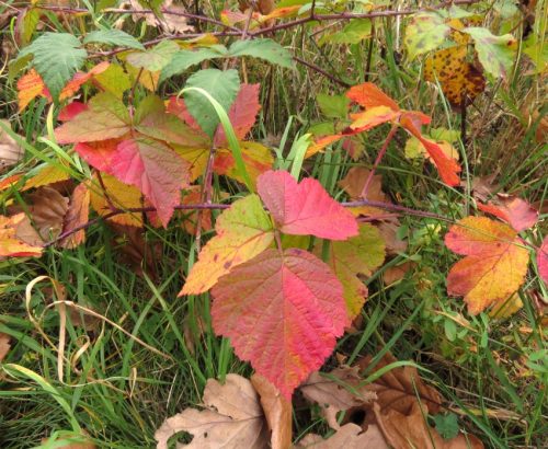 HerbstfarbenMosel23 14112025-007