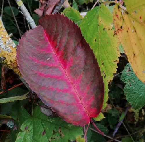 HerbstfarbenMosel23 14112025-007a