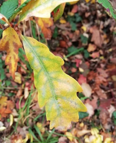 HerbstfarbenMosel23 14112025-010