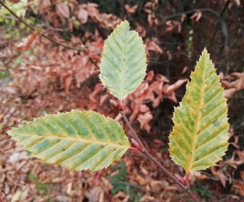 HerbstfarbenMosel23 14112025-011