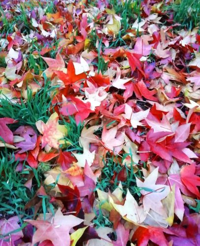 HerbstfarbenMosel23 14112025-012