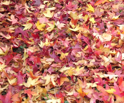 HerbstfarbenMosel24 15112025-002