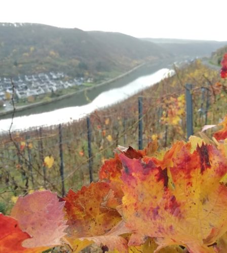 HerbstfarbenMosel24 15112025-003