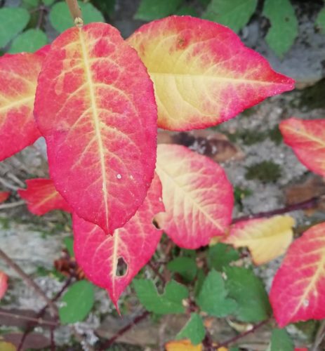 HerbstfarbenMosel24 15112025-004