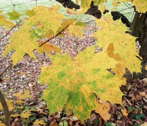 HerbstfarbenMosel24 15112025-005