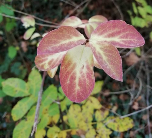 HerbstfarbenMosel24 15112025-006