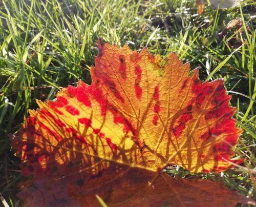 HerbstfarbenMosel25 21112025-001