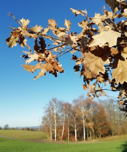 HerbstfarbenMosel25 21112025-002