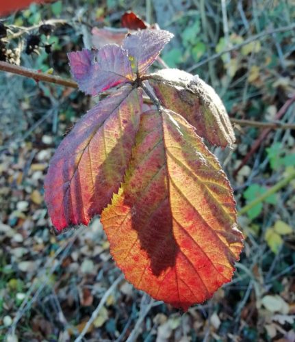 HerbstfarbenMosel25 21112025-003