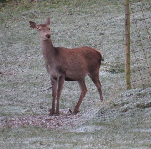 WinteranderMosel01 22112025-016