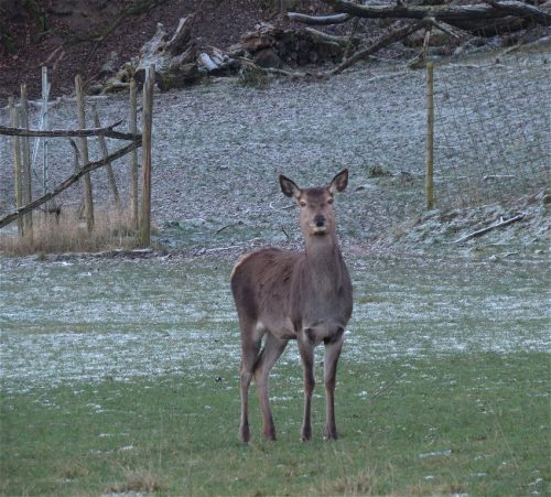 WinteranderMosel07 28122025-004