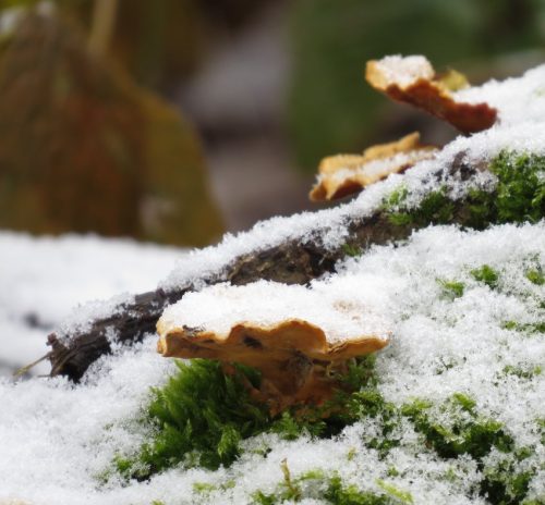 WinteranderMosel09 31122025-024