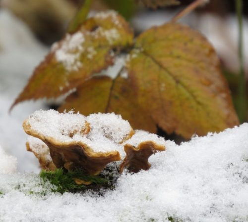 WinteranderMosel09 31122025-025