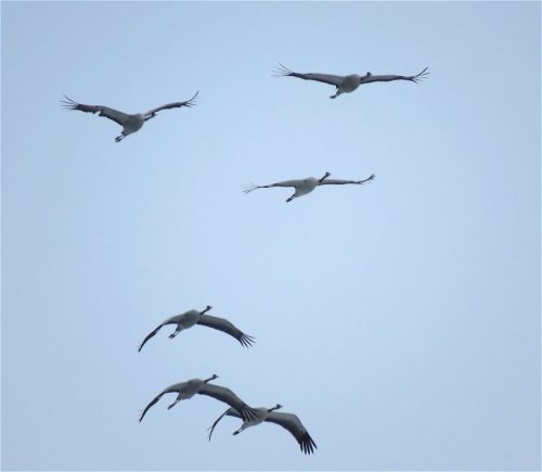 WinteranderMosel12 11012026-013