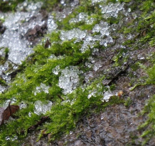 WinteranderMosel13 24012026-001