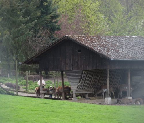 17042026Remstecken-Guels00