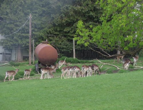 17042026Remstecken-Guels02