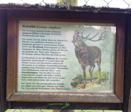 17042026Remstecken-Guels04