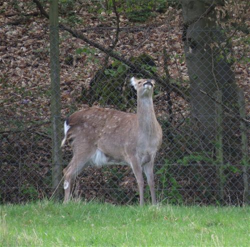 17042026Remstecken-Guels06